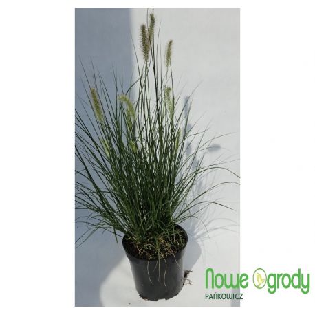 Rozplenica japońska ' Hameln'