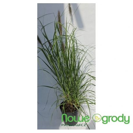 Rozplenica japońska ' Black Beauty'