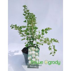 Agrest ' Hinnonmaki Grun'