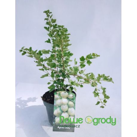 Agrest ' Hinnonmaki Grun'