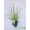 Trawa pampasowa ' Tiny Pampa'