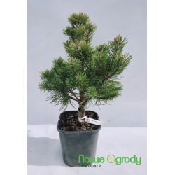 Sosna górska ' Mops' Pa 80-90 d+b