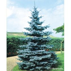 Świerk kłujący ' Koster' 140-160 d+b