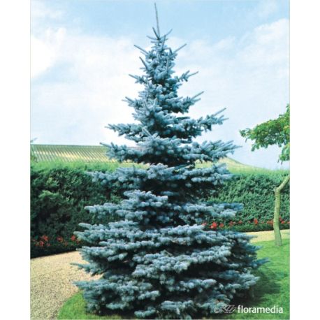 Świerk kłujący ' Koster' 140-160 d+b