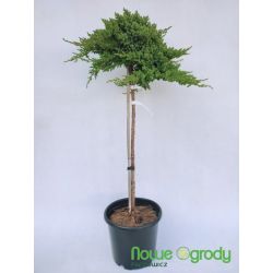 Jałowiec rozesłany ' Nana' Pa 100-120 d+b