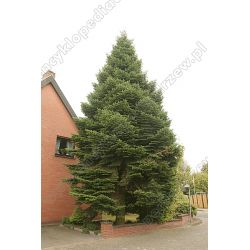 Jodła kaukaska 60-80 cm d+b