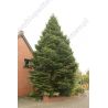 Jodła kaukaska 60-80 cm d+b